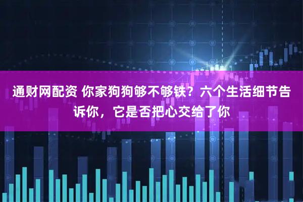通财网配资 你家狗狗够不够铁？六个生活细节告诉你，它是否把心交给了你